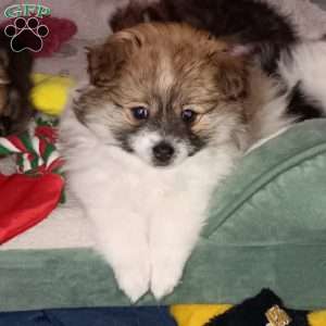 Sugar Plum- Toy, Pomeranian Puppy